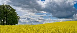 Nicht nur der Raps blüht in diesem Jahr etwas später, weil es kühler ist als sonst. Der Natur tut das wechselhafte Wetter gut. 