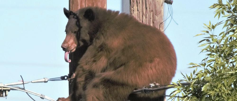 Ein Bär auf einem Strommasten in der US-Kleinstadt Douglas (Archivbild)