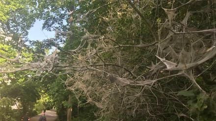 Im Volkspark Hasenheide sind viele Sträucher stark von der Pfaffenhütchen-Gespinstmotte befallen.
