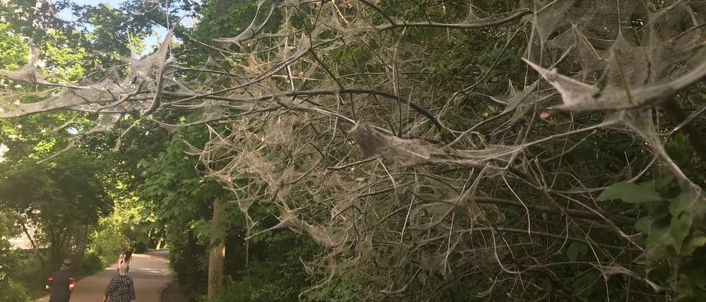 Im Volkspark Hasenheide sind viele Sträucher stark von der Pfaffenhütchen-Gespinstmotte befallen.