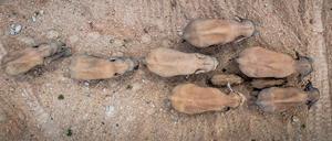 Eine Herde mit 15 Elefanten, die 500 Kilometer gewandert sind, näherte sich der Großstadt Kunming. (Archivbild)