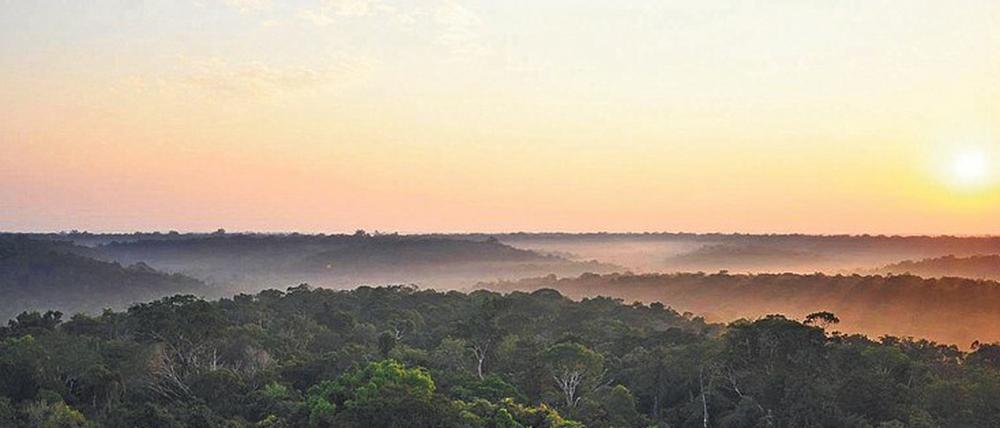 Der Regenwald am Amazonas könnte sich bei fortschreitender Erwärmung zu einer Savannenlandschaft wandeln. Neben der Erwärmung drängen auch Rodungen und Brände die natürliche Vegetation zurück.