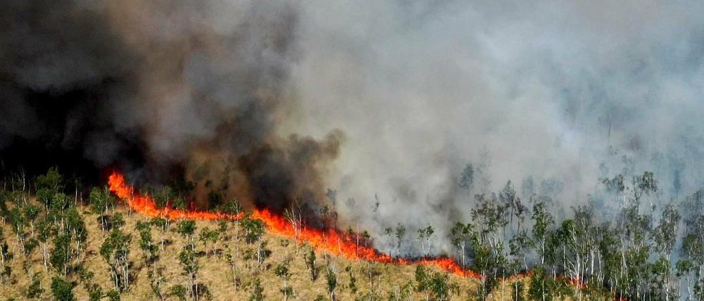 Derzeit gilt für acht Brandenburger Landkreise die zweithöchste Waldbrandwarnstufe vier, für sieben Landkreise gilt Stufe drei.