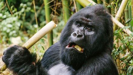 Ein Berggorilla im Virunga-Nationalpark im Osten der Demokratischen Republik Kongo.