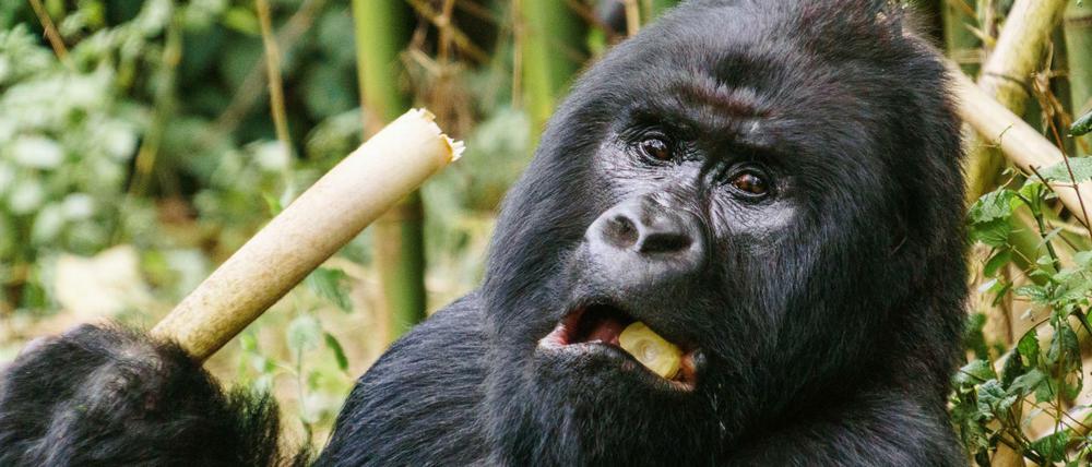 Ein Berggorilla im Virunga-Nationalpark im Osten der Demokratischen Republik Kongo.