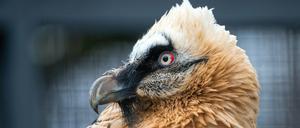 Mit seiner Magensäure kann der Bartgeier sogar Knochen teilweise auflösen.