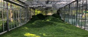 Installation "Escaping Realities" der Künstlerin Anna de Carlo in einem Gewächshaus bei der Festivalausgabe 2021.