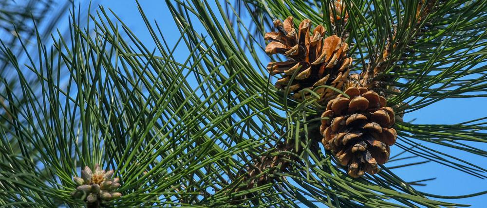Der Bundesgerichtshof in Karlsruhe urteilte über einen Berliner Nachbarschaftsstreit um eine Kiefer.