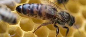 Eine Bienenkönigin sitzt auf einer Wabe – ihr kann die Krankheit nichts anhaben.