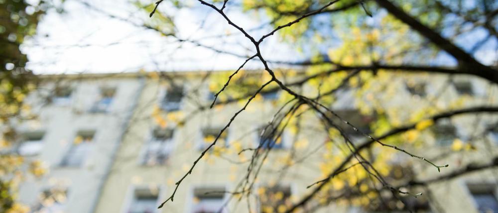 An dem Ast eines Baumes sind keine Blätter mehr. Gerade jüngere Straßenbäume brauchen ausreichend Wasser. 