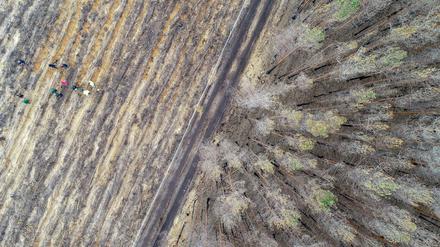 Neben einem verbrannten Kiefernwald werden von Freiwilligen Bäume gepflanzt. Wiederaufforstung ist eine Möglichkeit, der Atmosphäre Kohlendioxid zu entziehen, doch der Flächenbedarf ist groß.