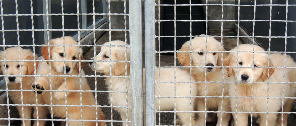 Sichergestellte Welpen im Tierheim in Stuttgart.