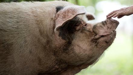 „Zhu Jianqiang“ bedeutet „willensstarkes Schwein“.