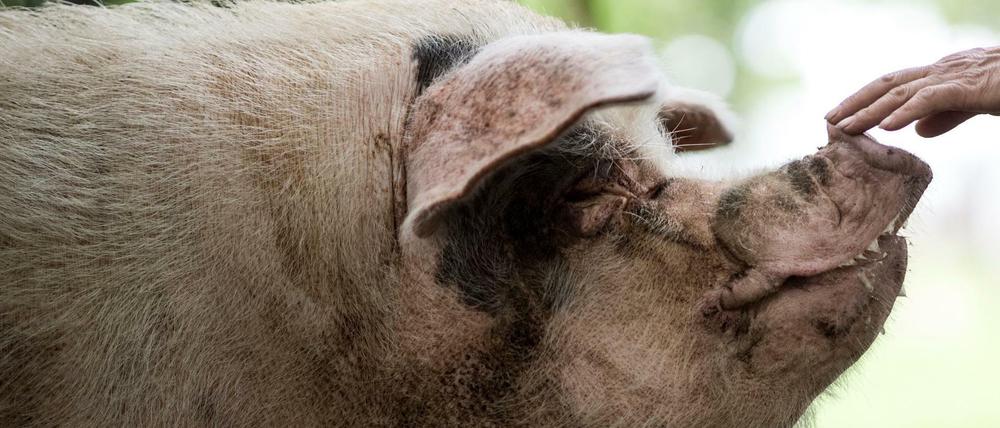 „Zhu Jianqiang“ bedeutet „willensstarkes Schwein“.