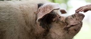 „Zhu Jianqiang“ bedeutet „willensstarkes Schwein“.