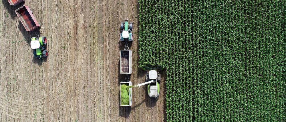 Bitte keine Monokulturen. Auf einem Feld eines Landwirtschaftsbetriebes wird Mais für eine Biogasanlage und als Futter für Kühe gehäckselt.