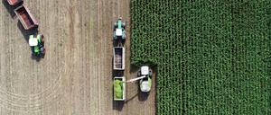 Bitte keine Monokulturen. Auf einem Feld eines Landwirtschaftsbetriebes wird Mais für eine Biogasanlage und als Futter für Kühe gehäckselt.