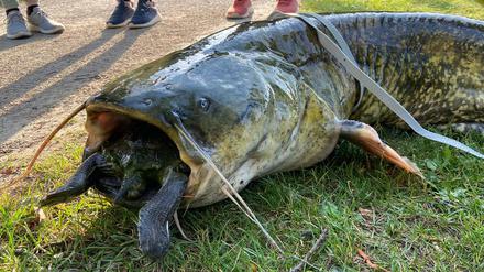 Fund im Göttinger Kiessee: Ein toter Wels mit einer Rotwangenschildkröte im Maul.