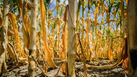 Der Klimawandel setzt der Landwirtschaft weltweit zu. Hier vertrockneter Mais in Niedersachsen.
