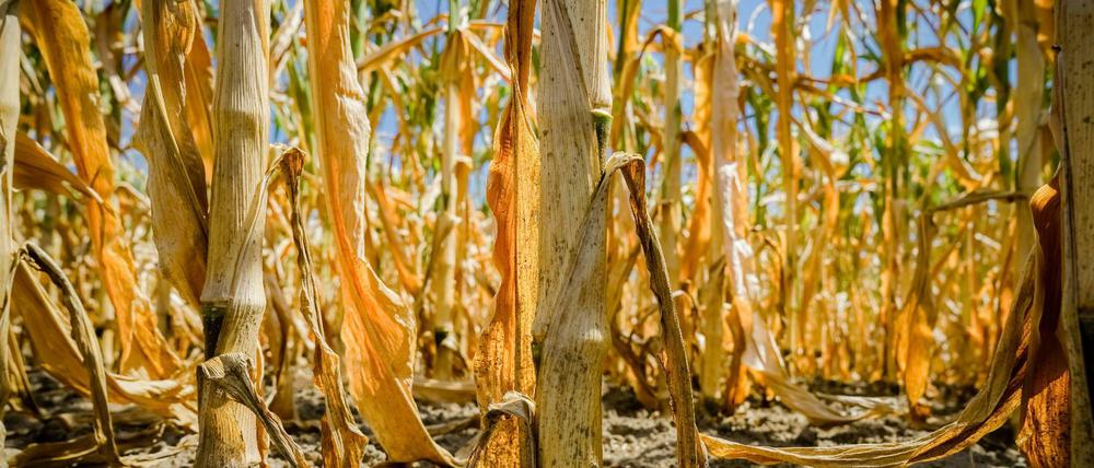 Der Klimawandel setzt der Landwirtschaft weltweit zu. Hier vertrockneter Mais in Niedersachsen.