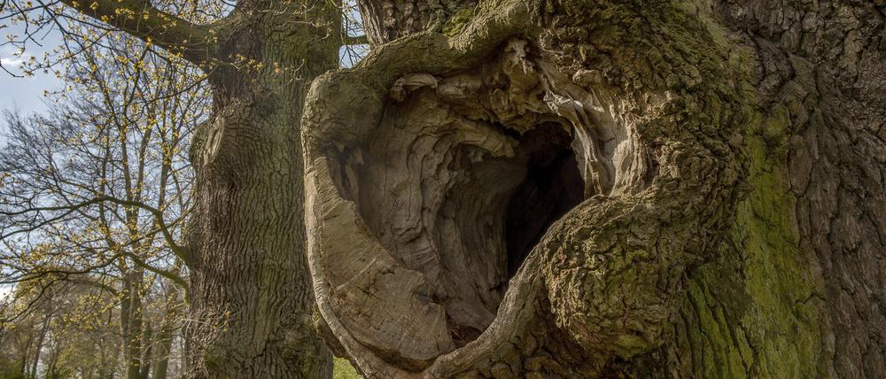Eine alte Eiche -  so wie diese in einem anderen Park - ist in Grünau vergiftet worden. 