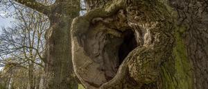 Eine alte Eiche - so wie diese in einem anderen Park - ist in Grünau vergiftet worden.