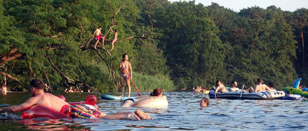 Zerkarien treten vor allem im Uferbereich auf - einige Schwimmer haben nach einem Bad im Schlachtensee von Ausschlägen berichtet.