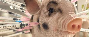 Im neuen Museum erfahren die Besucher, was die Agrarindustrie so alles hineinspritzt ins Schweinefleisch.