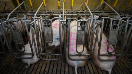 Hauptsache billig: Sauen sitzen in einem Schweinestall in Boxen auf einem Spaltenboden. 