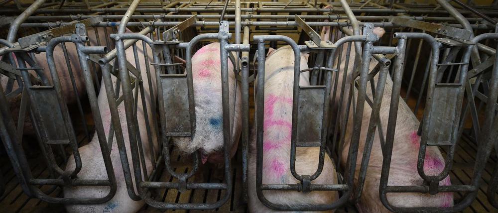 Hauptsache billig: Sauen sitzen in einem Schweinestall in Boxen auf einem Spaltenboden.