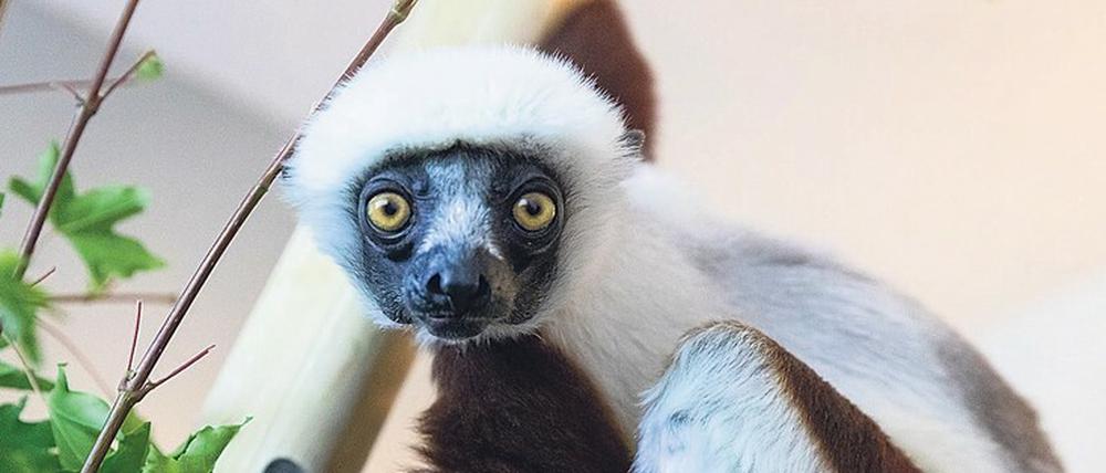 Schlaf, Bärchen, schlaf. Einmal die Elefanten ins Land der Träume singen, einmal Sandmännchen spielen bei Pit und Paule? In Berlin haben Tier-Enthusiasten jetzt die Möglichkeit dazu. Immer donnerstags und freitags bleiben Zoo und Tierpark in den Ferien bis 21 Uhr geöffnet. Fotos: Paul Zinken/dpa, Marc Scharping/dpa (2)