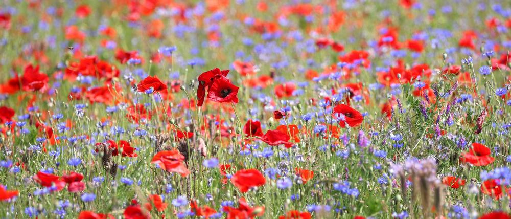 Es muss nicht gleich der Regenwald sein. Klatschmohn und Kornblumen auf einer Wiese im bayerischen Prichsenstadt.