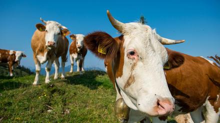 Besser draußen. Weidehaltung ist für die Tiere und das Klima gut. 