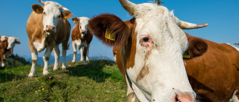 Besser draußen. Weidehaltung ist für die Tiere und das Klima gut.