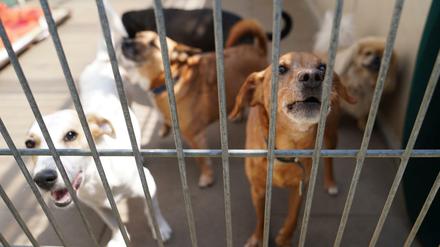 Nach dem Nachfrageschub nach Hunden, Katzen und anderen Haustieren in der Corona-Krise sehen sich Tierschützer mit dem Ende der Pandemie mit einer Abgabewelle konfrontiert. 