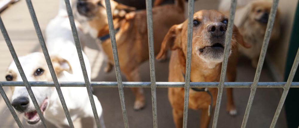 Nach dem Nachfrageschub nach Hunden, Katzen und anderen Haustieren in der Corona-Krise sehen sich Tierschützer mit dem Ende der Pandemie mit einer Abgabewelle konfrontiert.
