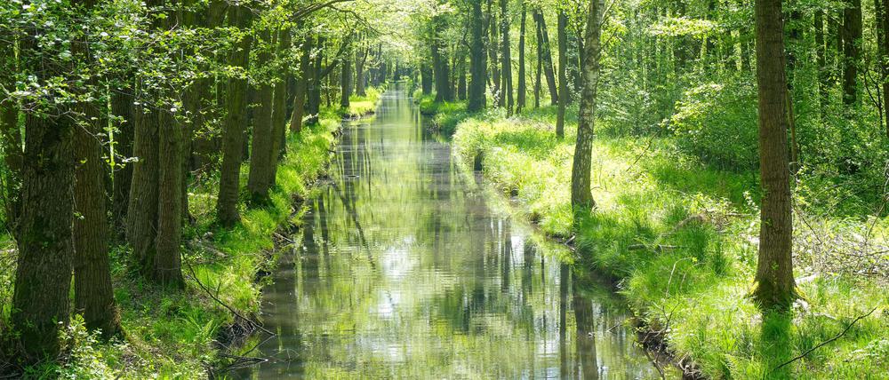 Kahnfahrten in der Spreewaldstadt Lübben sind beliebt bei Ausflüglern.
