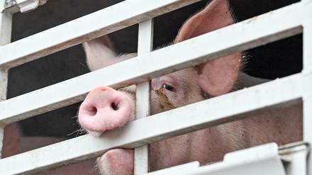 Eng. Viele Tiere auf wenig Raum, da verbreiten sich Krankheiten schneller. 