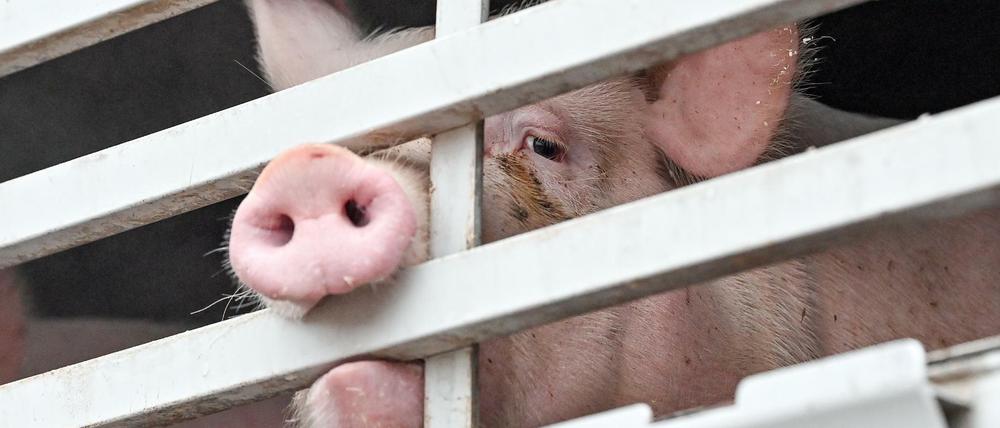 Eng. Viele Tiere auf wenig Raum, da verbreiten sich Krankheiten schneller.