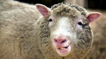 Klonschaf Dolly wurde nicht alt, es starb mit sechs Jahren.