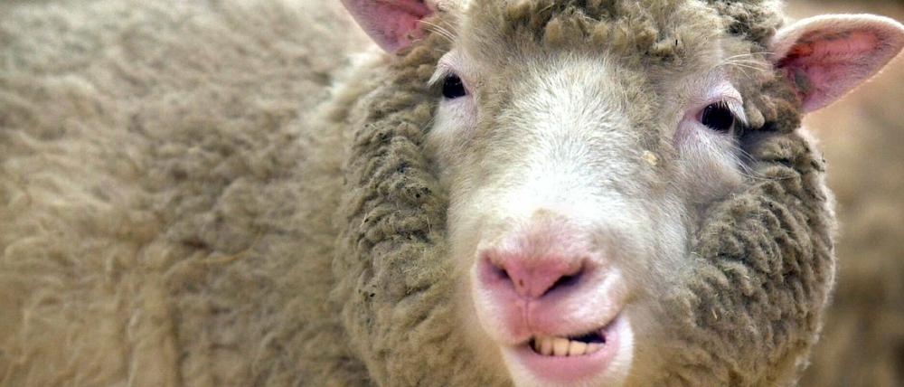 Klonschaf Dolly wurde nicht alt, es starb mit sechs Jahren.