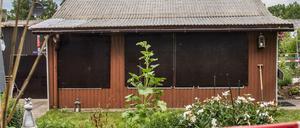 Tatort des Missbrauchs: Eine Kleingartenkolonie am Stadtrand von Münster 