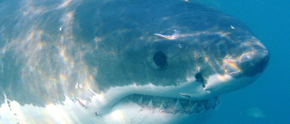 In Australien ist ein Surfer bei einem Hai-Angriff schwer verletzt worden.