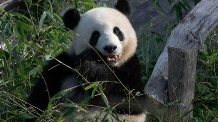 Panda-Dame Meng Meng sitzt in ihrem Gehege im Berliner Zoo. 