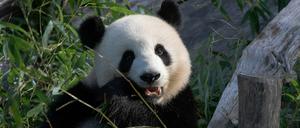 Panda-Dame Meng Meng sitzt in ihrem Gehege im Berliner Zoo.