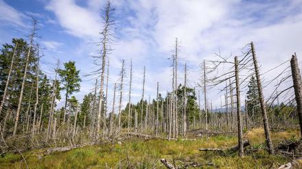 Viele Bäume sind krank. Große Flächen müssen wieder bewaldet werden.