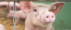 Ein Schwein auf einem Bio-Hof. (Symbolbild)
