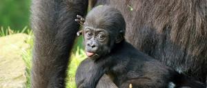 Die fünf Monate alte Tilla beginnt langsam, eigenständig ihre Umgebung zu erkunden.