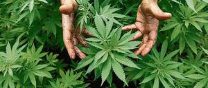 Grünes Glück oder grünes Gift? Die Meinungen zum Modellversuch gehen auseinander.