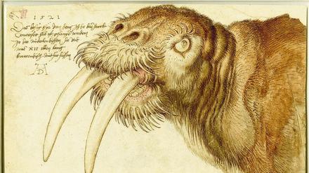 Wissbegier. Dürers Zeichnung „Kopf eines Walrosses“ entstand im Jahr 1521